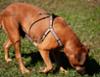 FIDELAMI Harnais Chien, motif SPA, taille M 49 > 68 cm