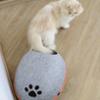 FIDELAMI Panier pour chat, Cocon semi-rigide en feutrine grise