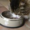 FIDELAMI Gamelle Inox Anti-Dérapant, Chien Chat, 18 x 5cm, Beige