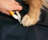 FIDELAMI Pince coupe griffe pour animaux, pince pour chat, chien, lapin