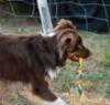 FIDELAMI Jeu pour chien Trio anneau bleu et jaune