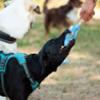 FIDELAMI giocattolo pony sonoro tela e corda