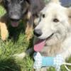 FIDELAMI Os sonore bi-matière pour chiot ou petit chien