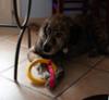 FIDELAMI anello galleggiante con cinghia