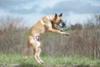 FIDELAMI Haltère dentaire jouet pour chien sonore