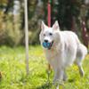 FIDELAMI Balle de dentition jouet pour chien à remplir