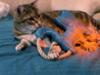 FIDELAMI mascotte peluche gatto