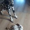 FIDELAMI Piuma peluche coniglio