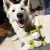 FIDELAMI Lili Doudou Vache jouet pour chien ou chiot