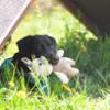 FIDELAMI Léo peluche maiale