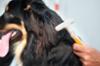 FIDELAMI Etrille pour chien ou chat à poils longs