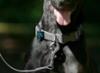 FIDELAMI Collier pour Chien Premium Imperméable, Anti-Dérapant, Gris XL 42< 65cm