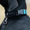 FIDELAMI Collier pour Chien, Boucle Textile Silencieuse, Turquoise, M 30 à 45 cm