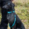 FIDELAMI Collier pour Chien Signature, Nylon Resistant Turquoise, M 30 à 45 cm