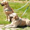 FIDELAMI Laisse pour Chien, Coton Confort, Bicolore Jaune Bleue, 120 cm