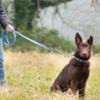 FIDELAMI Laisse Réfléchissante Chien, Motif géométrique, Bleu Nuit, 180cm