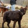 FIDELAMI Laisse pour Chien, en Tissus Recyclé, Gris Chiné, 120 cm