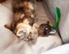 FIDELAMI Peluche raton, jouet pour chat ou chaton
